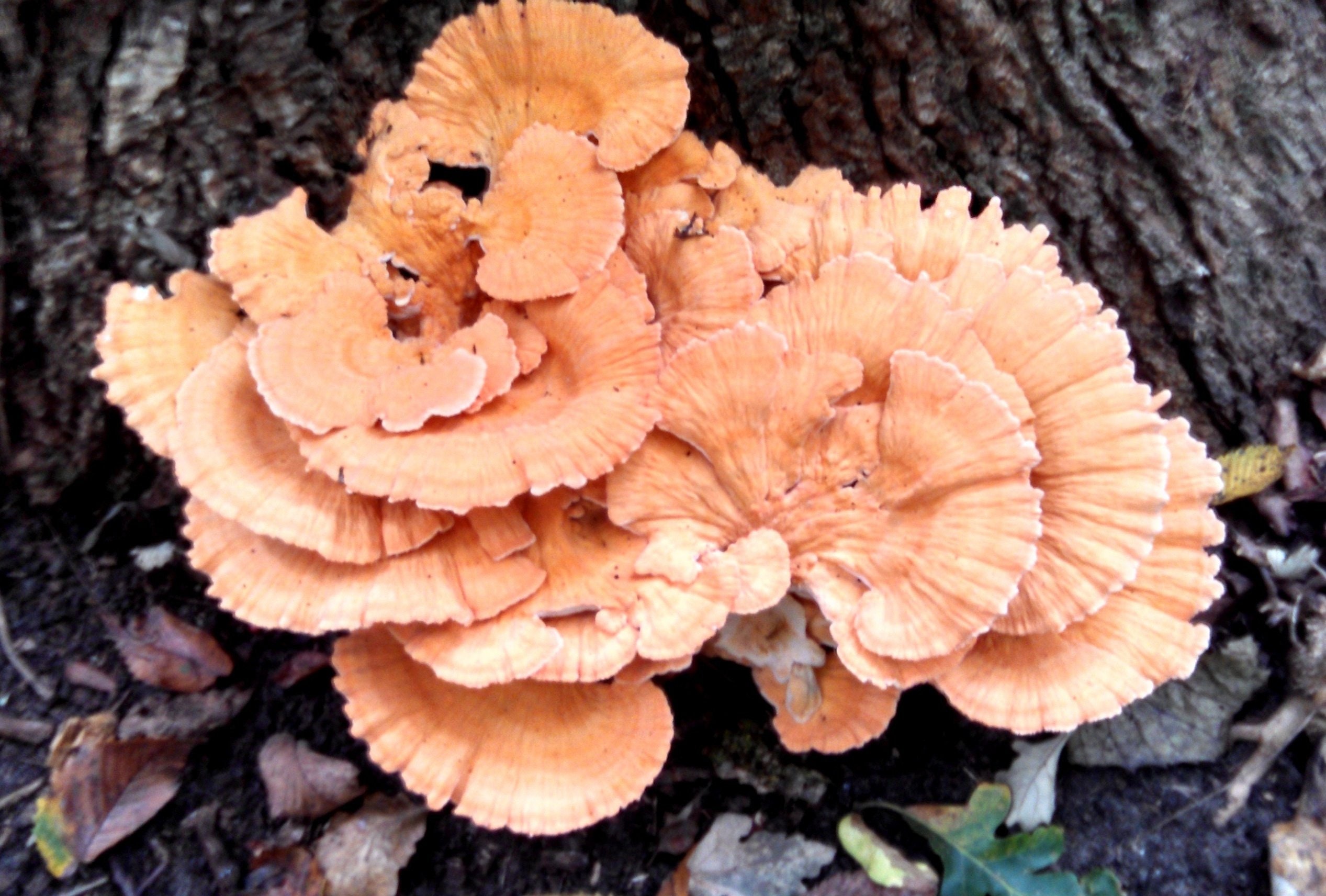 Chicken of the Woods Mushrooms FREE Shipping with Biodegradable Bag Mushroom Growing Kit Chicken Of The Woods