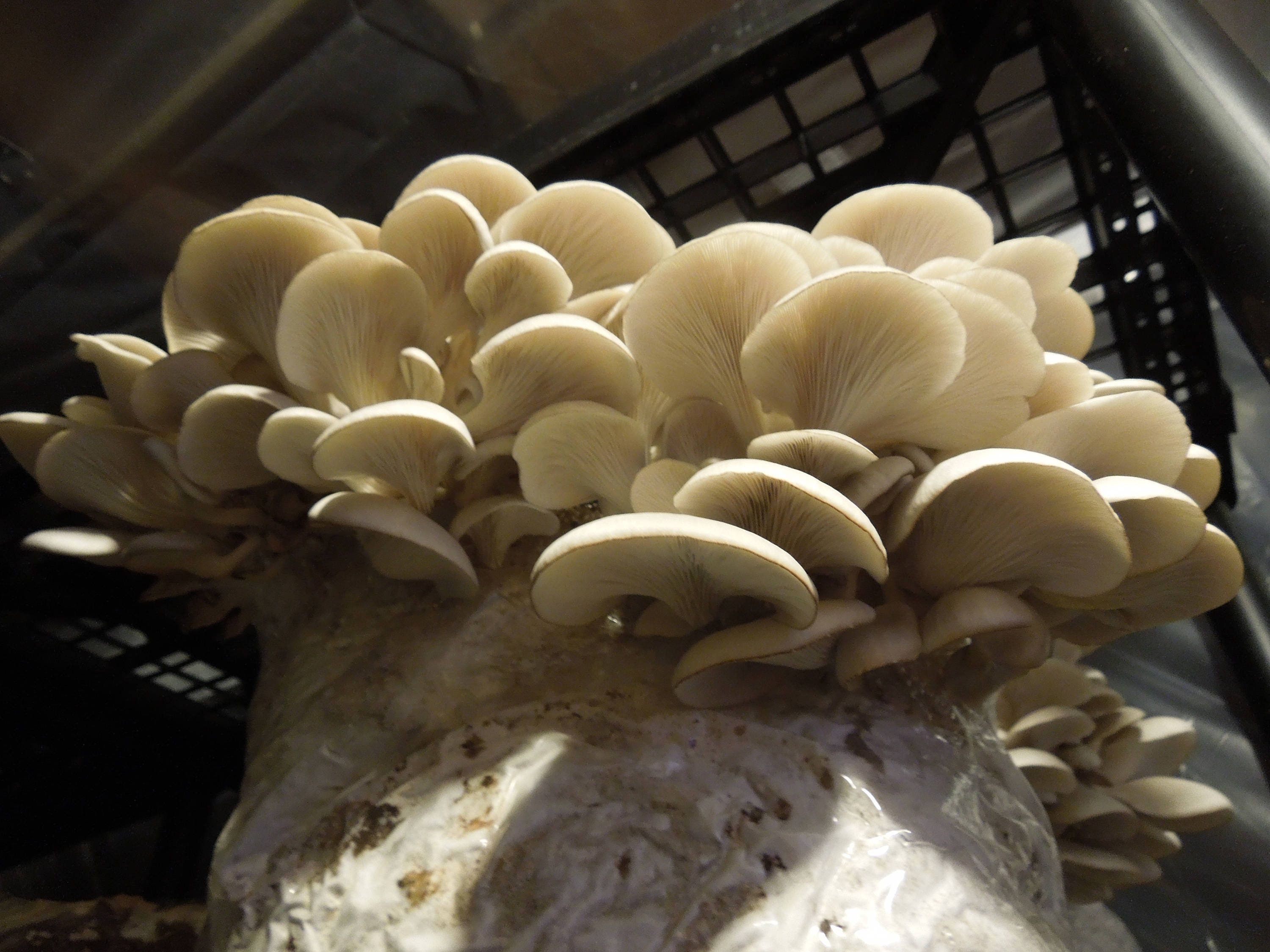 White Oyster Mushrooms Grow Kit FREE Shipping with Etsy