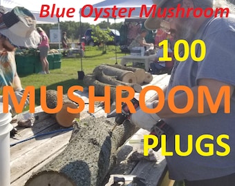 Mushroom Plugs 100 pack, Blue Oyster