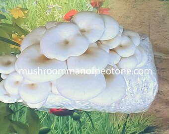 White Oyster Mushroom Grow Kit Guaranteed, see listing video! Free Ship + Made of 92% Biodegradable Plastic