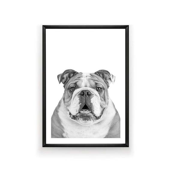 Bulldog Ingles Impresion Impresion De Perro Perro Etsy Bulldog Ingles Impresion Impresion De Perro Perro Etsy