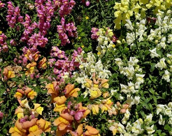 Snapdragon Flower Seeds (Organic Perennials- Mixed Colors)- Brings lots of Butterflies and easy to grow!!