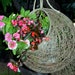 see more listings in the Plant hangers section