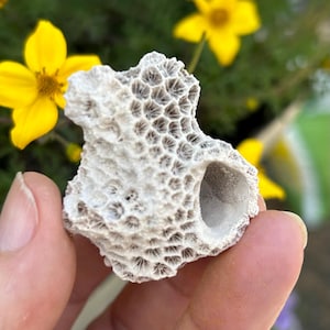 May include: A piece of natural, off-white coral with a porous, honeycomb-like texture. The coral has a rounded shape with a large, hollow opening. Yellow flowers are visible in the background.