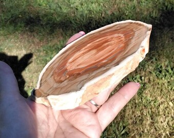 May include: A close-up of a polished, light brown and orange petrified wood slice. The slice has a natural, organic shape and a smooth, polished surface.