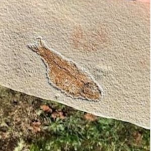 FOSSIL FISH (KNIGHTIA) plate