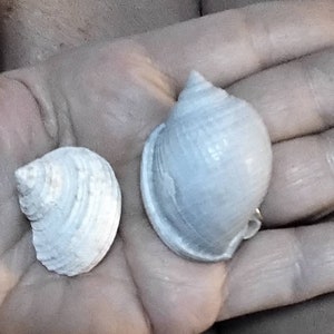 2 FOSSILIZED SHELL SPECIMENS