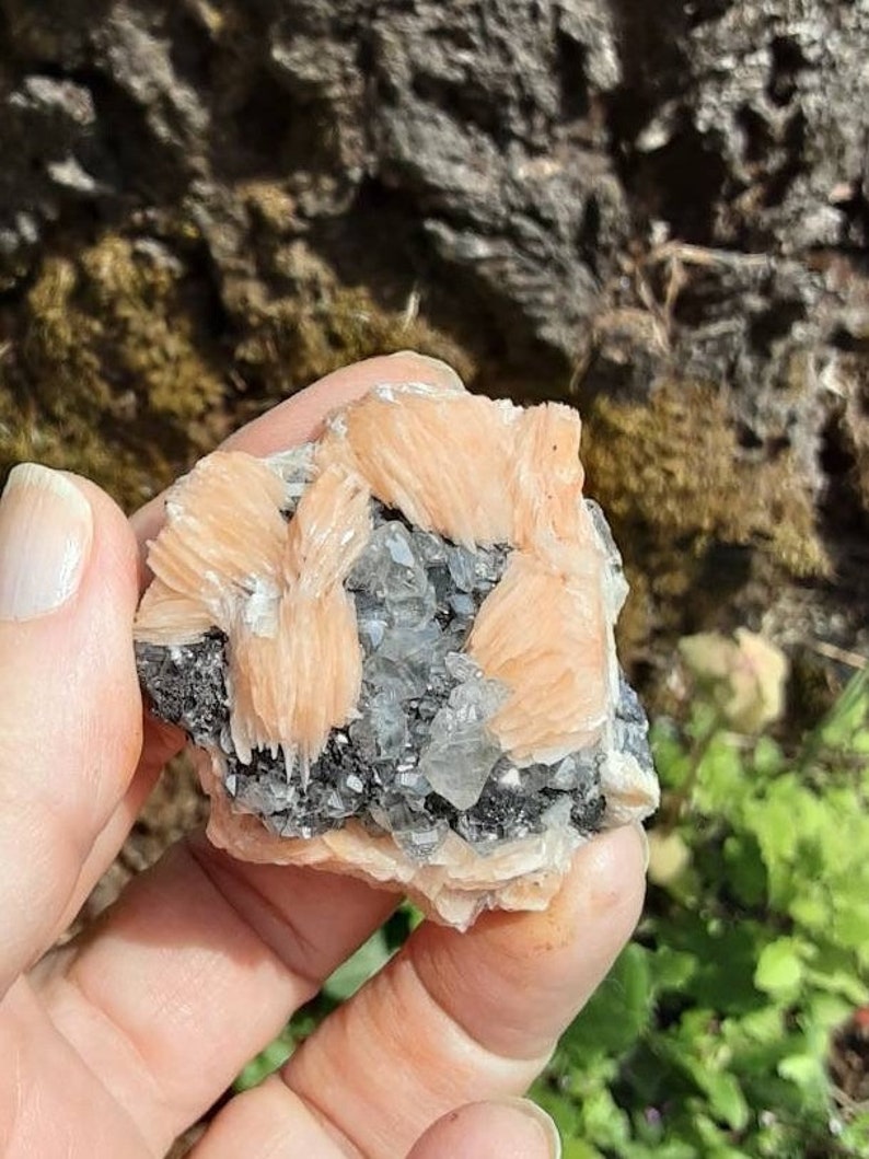 May include: A cluster of pink and white crystals with a gray, metallic base. The crystals are arranged in a fan-like pattern.