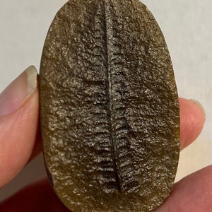 FOSSILIZED FERN IMPRESSION display specimen