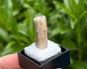 PETRIFIED and AGATIZED LIMB