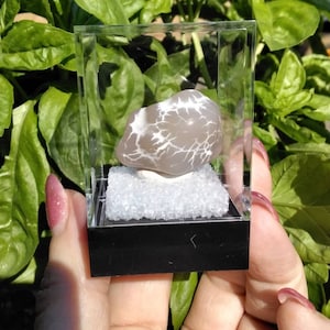 SNAKESKIN AGATE THUMBNAIL specimen
