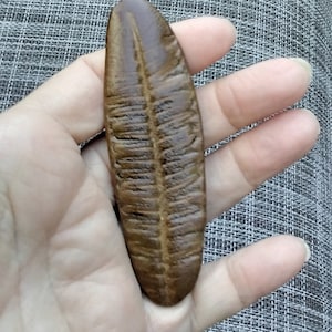 FOSSILIZED FERN IMPRESSION display specimen