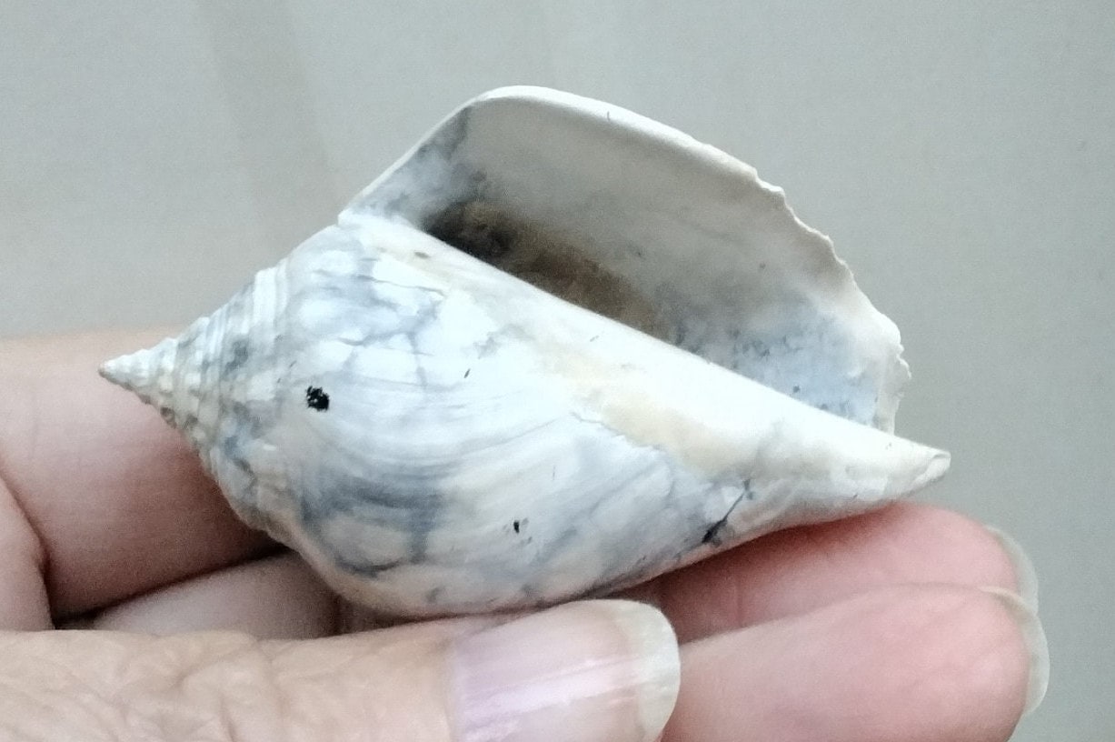 FOSSILIZED FIGHTING CONCH Shell Specimen - Etsy