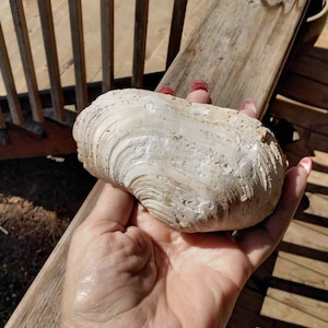 FOSSIL PELECYPOD SPECIMEN