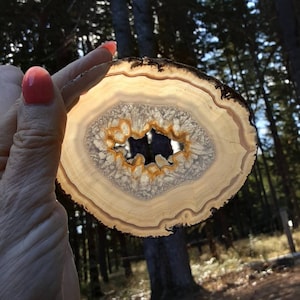 May include: A close-up of a light brown agate slice with a central hole and a pattern of white and yellow bands. The agate is being held by a hand in front of a blurred background of trees.