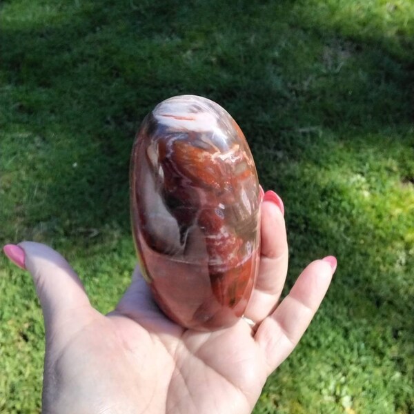 PETRIFIED WOOD DISPLAY specimen