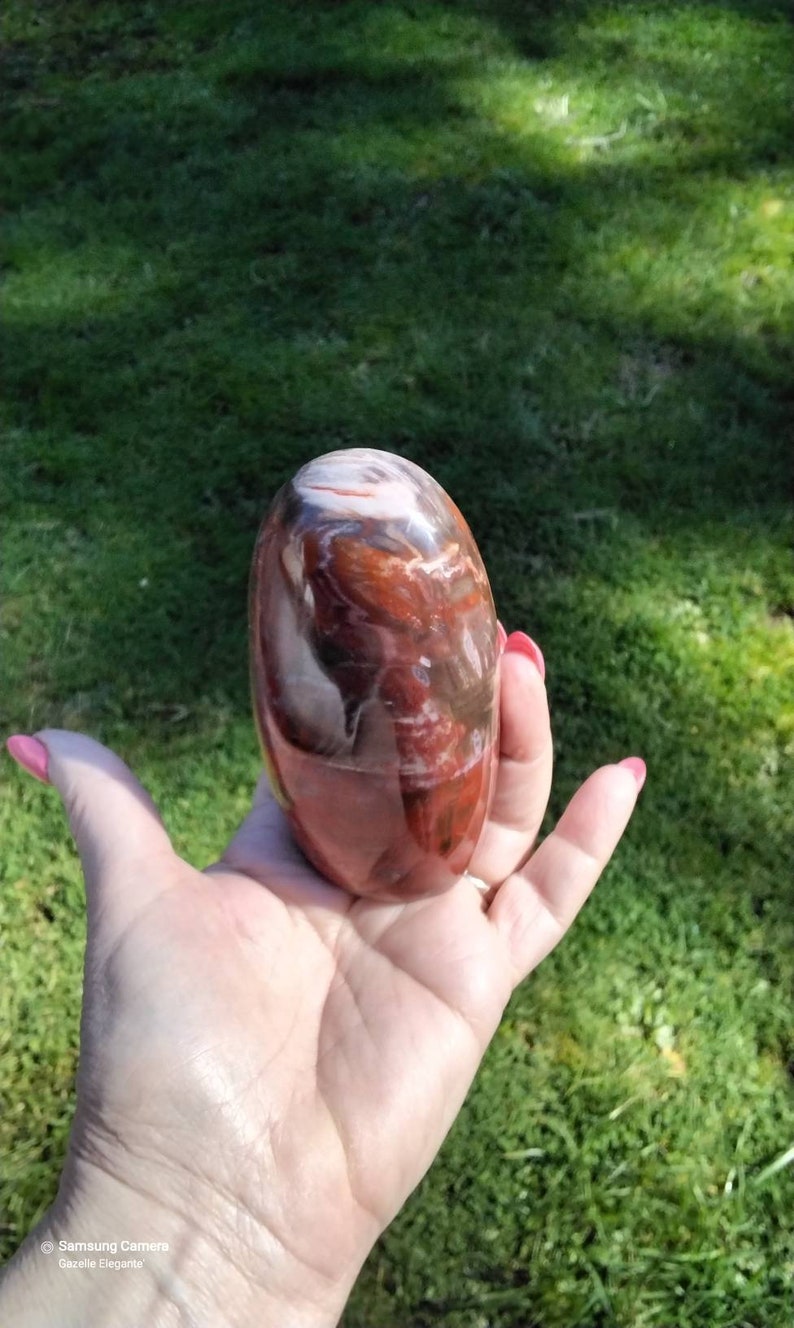 PETRIFIED WOOD DISPLAY specimen image 1