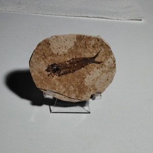 FISH FOSSIL PLATE specimen