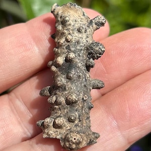 SPIDER CRAB partial FOSSIL leg specimen