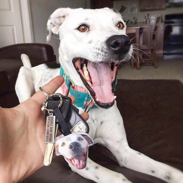 Custom Pet Head Keyring / Keychain - dog, cat, animal, photo, dog gifts, personalised dog keyring, personalised dog gifts, dog keyring, cute
