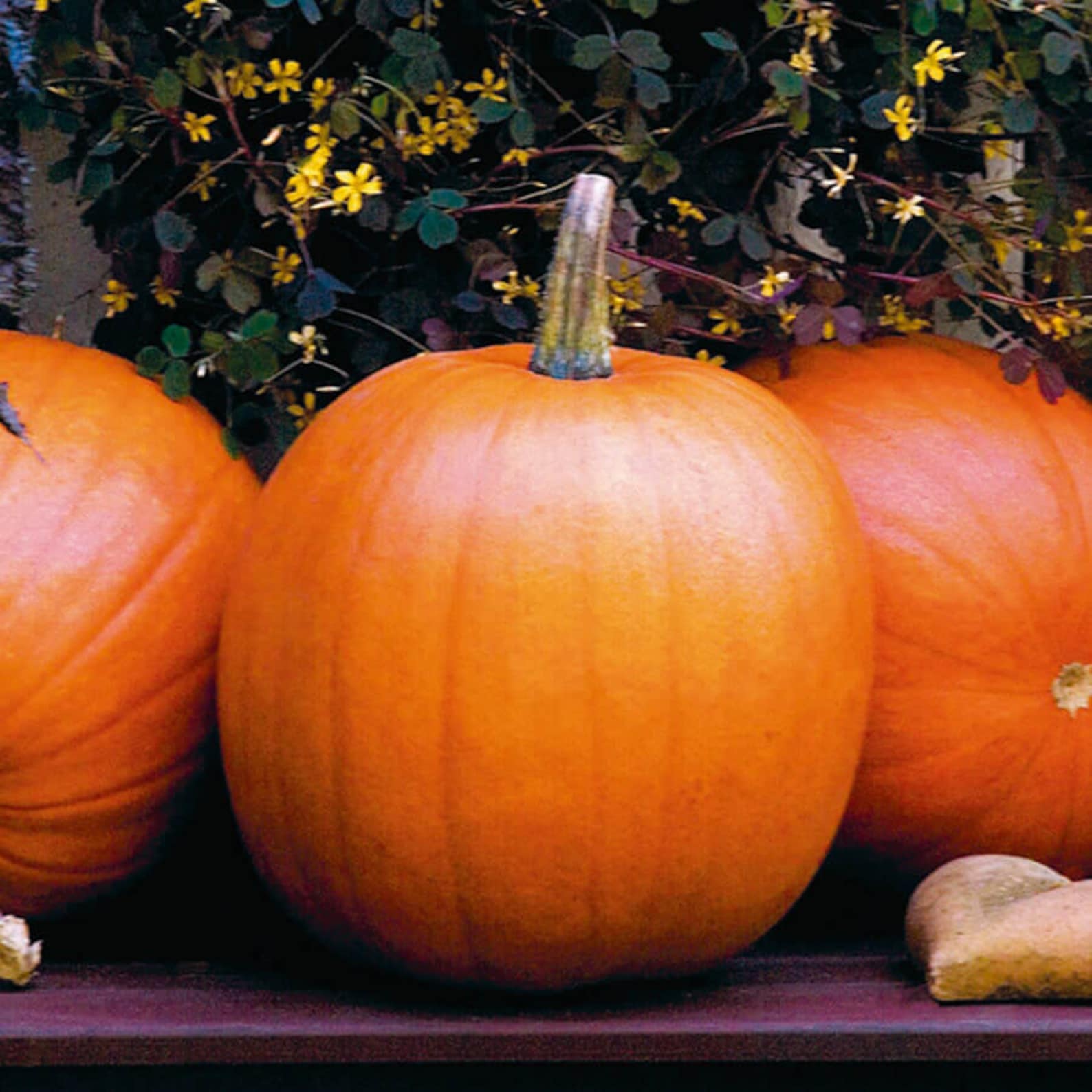 Как называется тыква. Jack-o-lantern сорт тыквы. тыква нельсон. семена тыква ананасная f1. тыква мелкоплодная.