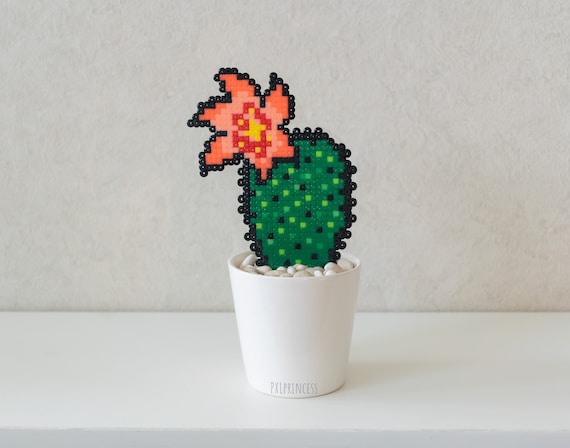 kinds of cactus and names 2.5" Assorted Cactus (w/ Names)