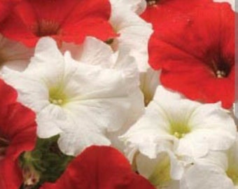 Oh Canada Day Eh?  Red and White Petunia Seeds