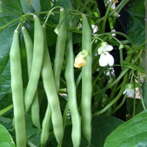 May include: Image of fresh green beans growing on a vine. The beans are long and slender, with a vibrant green colour. White and yellow flowers are also visible, along with green leaves and stems.