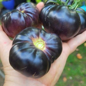 Peut inclure: Une main tient plusieurs tomates mûres, de couleur violet foncé. Les tomates ont une couleur foncée, presque noire, avec une texture légèrement côtelée. Les sommets verts et jaunes des tomates sont visibles, et l'arrière-plan montre un jardin fleuri.