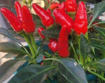 SUPER Chili Pepper Seeds.