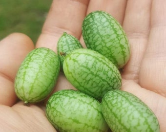 Cucamelon Seeds