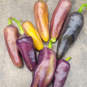 May include: A selection of colourful peppers, viewed from above. The peppers display a range of hues, including purple, yellow, and orange. Each pepper has a green stem. The peppers are arranged on a grey surface.