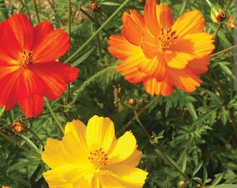 Bright Lights Cosmo Flower Seeds ( mixed colours)