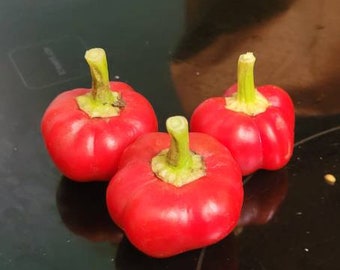 Piments forts cerises Big Bomb