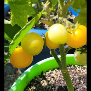 May include: A close-up of a tomato plant with yellow and green tomatoes growing in a green pot. The plant is in a sunny location and the soil is visible.