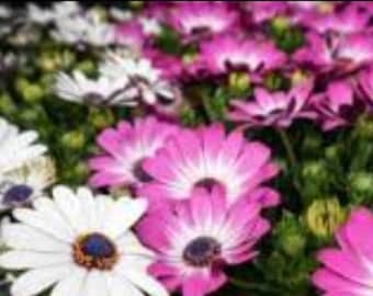 African Daisies: mixed colours