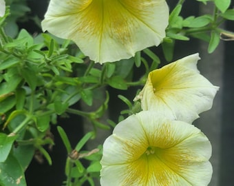 Yellow Wave Petunia Seeds