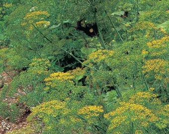 Classic Bouquet Dill Seeds