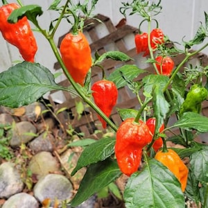 May include: A close-up of a pepper plant with several orange and red peppers growing on it. The plant is growing in a garden setting with rocks and green grass.