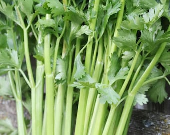 Celery Seeds Utah tall