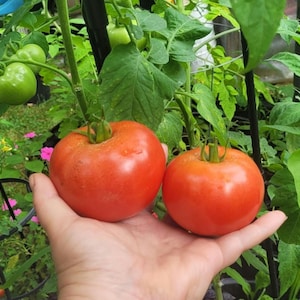 Peut inclure: Deux tomates rouges mûres avec des tiges vertes sont tenues dans une main, mettant en valeur leur couleur vive et leur fraîcheur. Les tomates sont entourées de feuilles vertes et d'autres tomates non mûres, suggérant un cadre de jardin.
