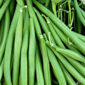 May include: A close-up shot of fresh, bright green string beans. The beans are long and slender, with a smooth texture and a vibrant colour. Some stems and leaves are visible, suggesting a recent harvest.