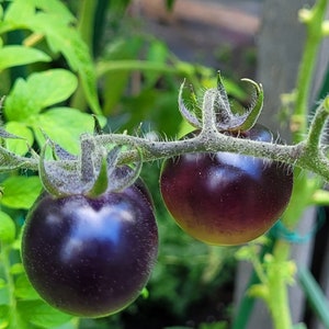 Bosque Blue Tomato Seeds