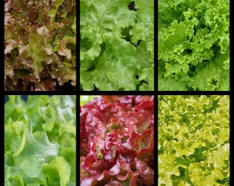 Gourmet Blend Container Lettuce Seeds