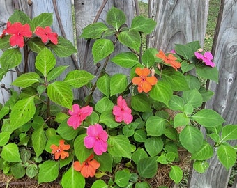 Impatiens Seeds: Assorted Colours