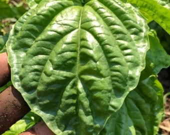 Basil Seeds: Heirloom Napoli