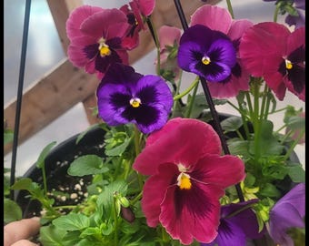 Swiss Giant Mixed Pansy Seeds