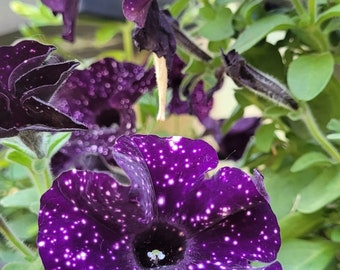 Midnight Petunia Seeds
