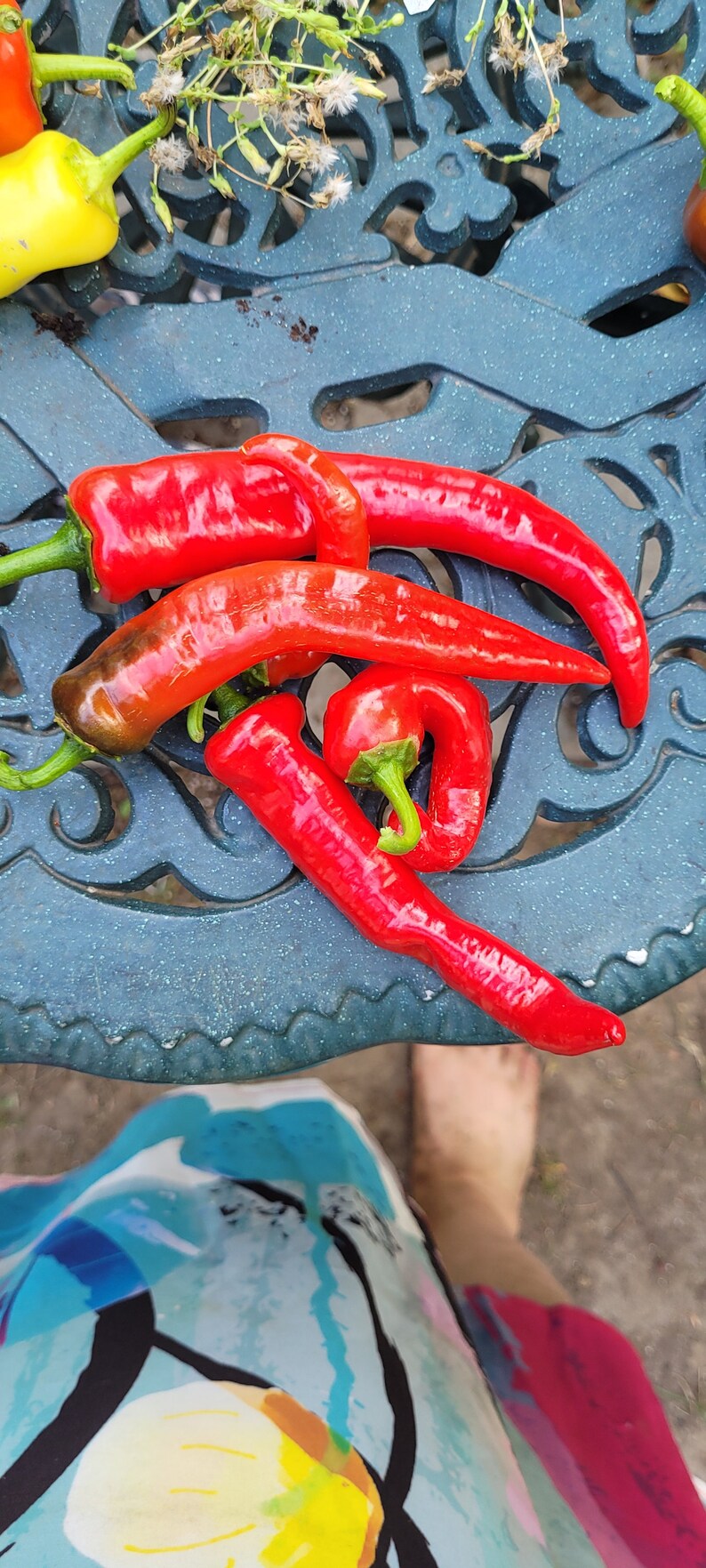 Hot Portugal Pepper Seeds Etsy Canada