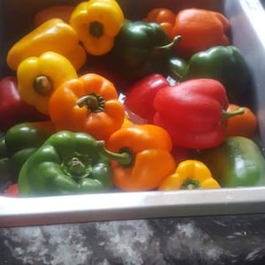 Mixed Sweet Bell Pepper Seeds